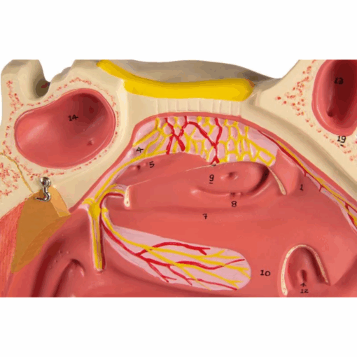 Modelo Anatômico da Cavidade Nasal – 3 Partes - Imagem 6