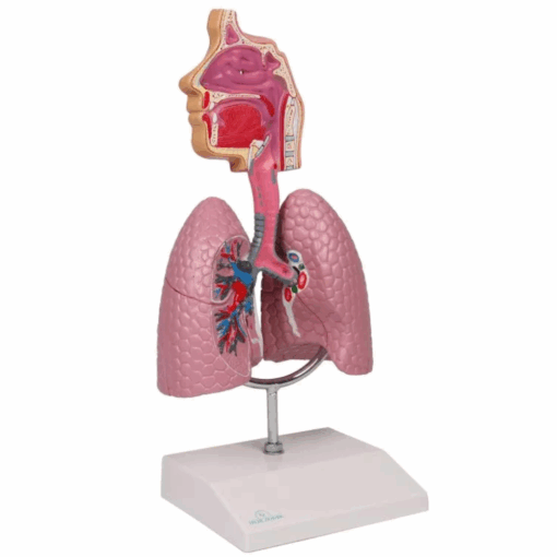 Modelo Anatômico do Sistema Respiratório Humano com Realidade Aumentada