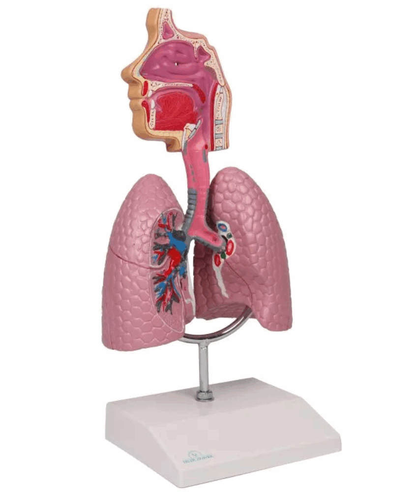 Modelo Anatômico do Sistema Respiratório Humano com Realidade Aumentada