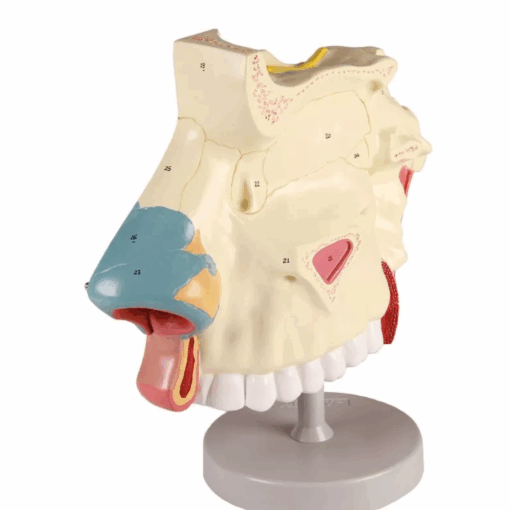Modelo Anatômico da Cavidade Nasal – 3 Partes - Imagem 7