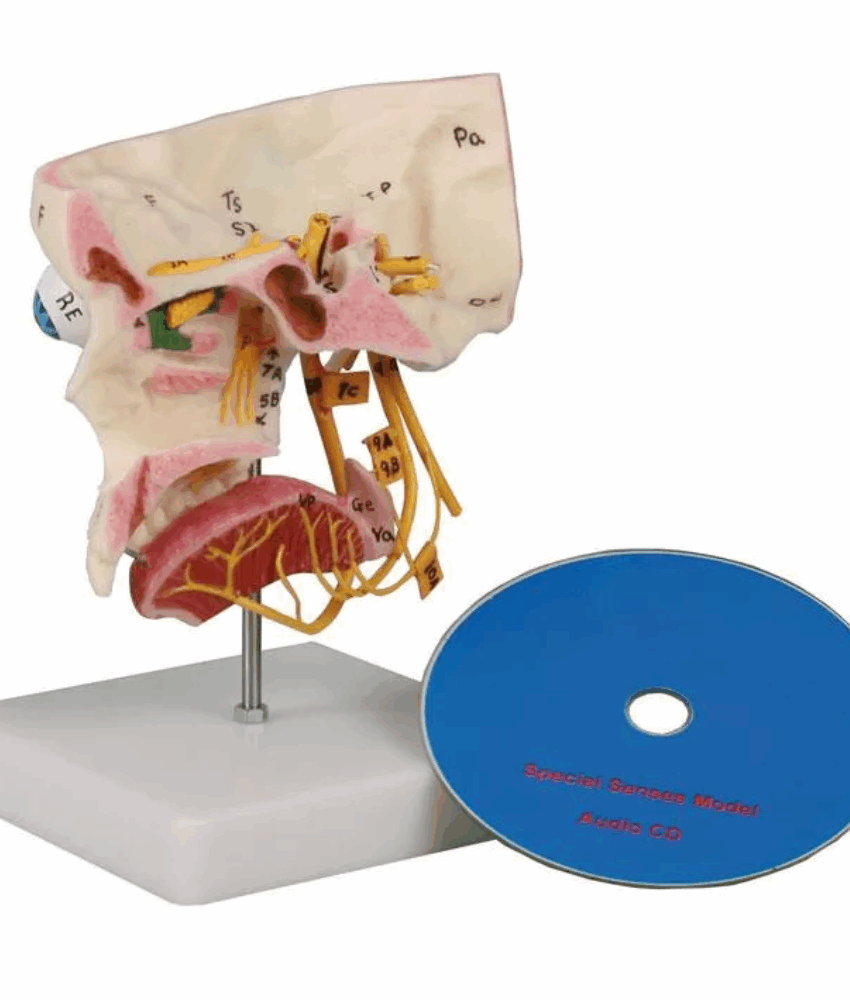 Modelo Anatômico dos Sentidos Especiais