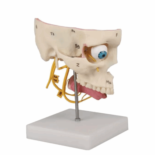 Modelo Anatômico dos Sentidos Especiais - Imagem 2