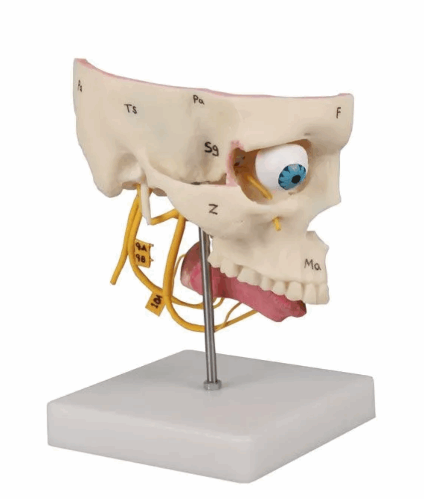 Alternative view of Modelo Anatômico dos Sentidos Especiais