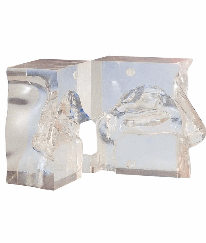 Modelo Anatômico Transparente do Nariz