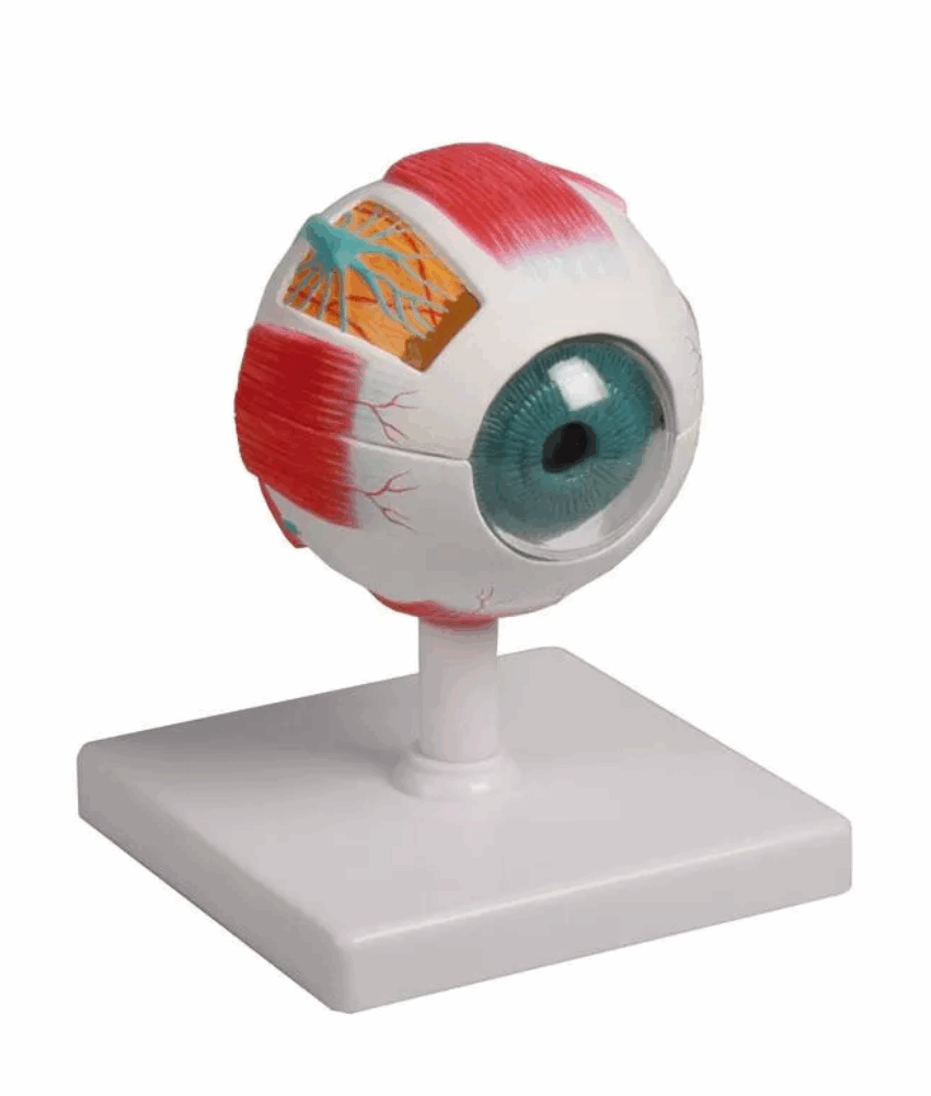 Modelo Anatômico do Olho – 4 Vezes o Tamanho Real, 6 Partes