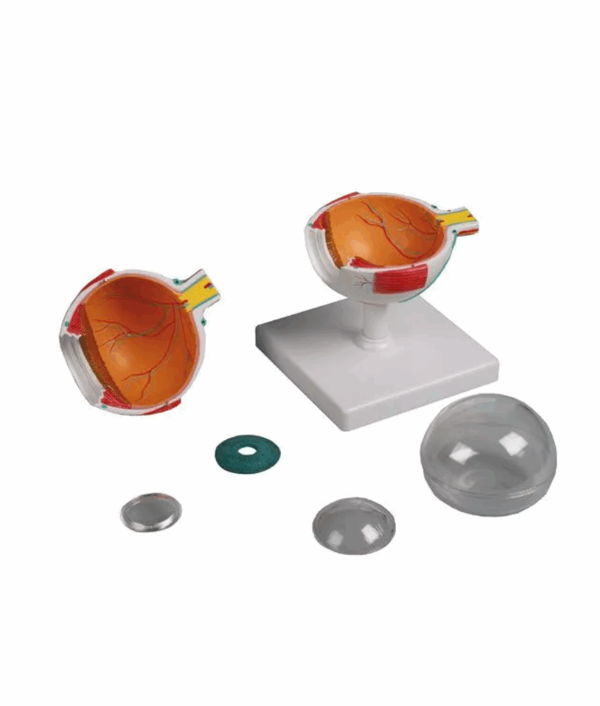 Alternative view of Modelo Anatômico do Olho – 4 Vezes o Tamanho Real, 6 Partes