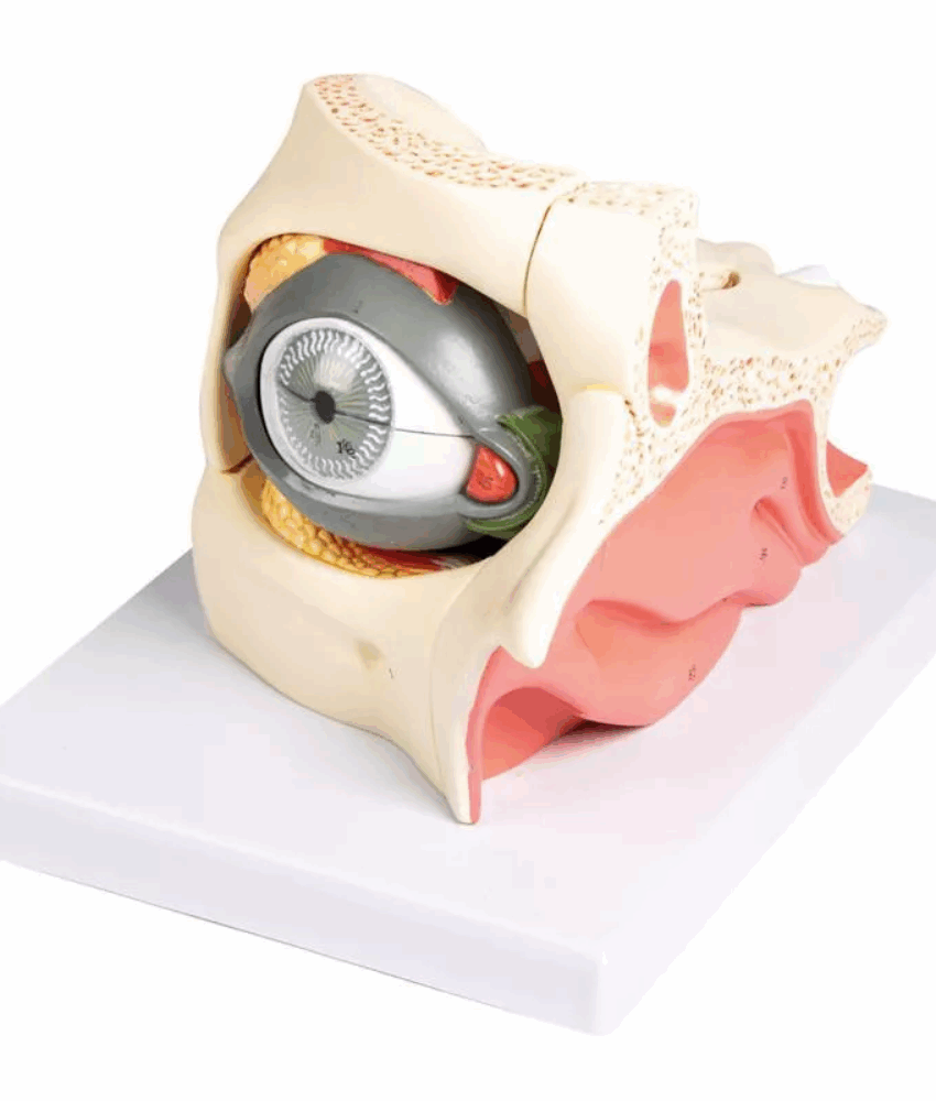 Modelo Anatômico do Olho na Órbita com Pálpebra
