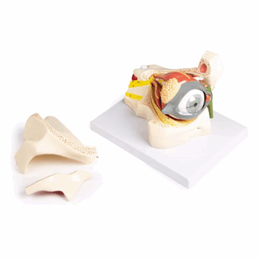 Modelo Anatômico do Olho na Órbita com Pálpebra - Imagem 2