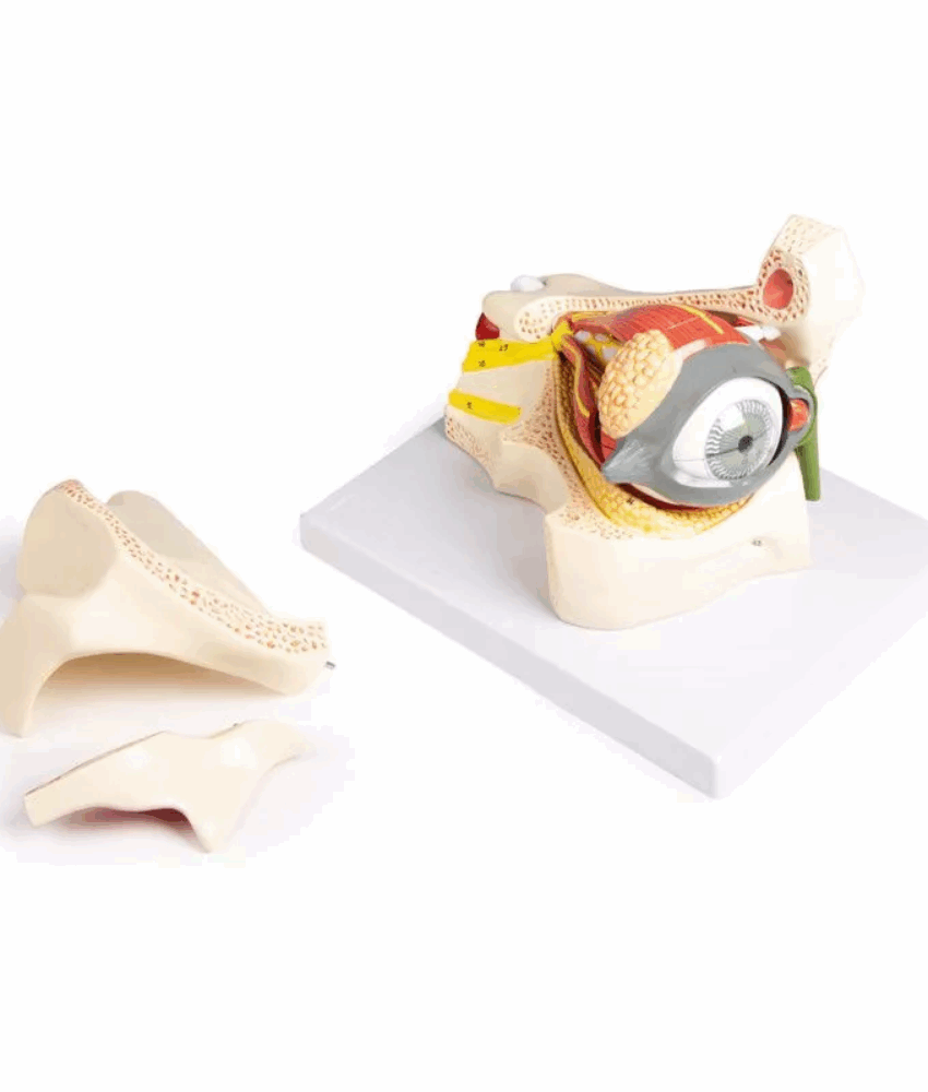 Alternative view of Modelo Anatômico do Olho na Órbita com Pálpebra