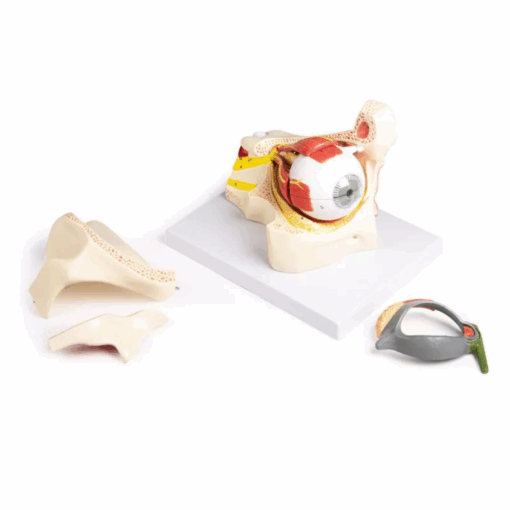 Modelo Anatômico do Olho na Órbita com Pálpebra - Imagem 3