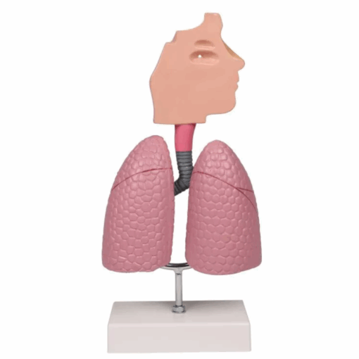 Modelo Anatômico do Sistema Respiratório Humano com Realidade Aumentada - Imagem 3