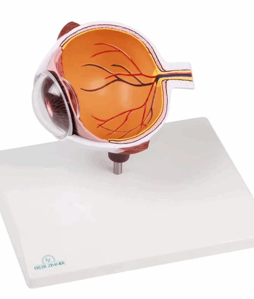 Alternative view of Modelo Anatômico de Metade do Olho – Ampliado