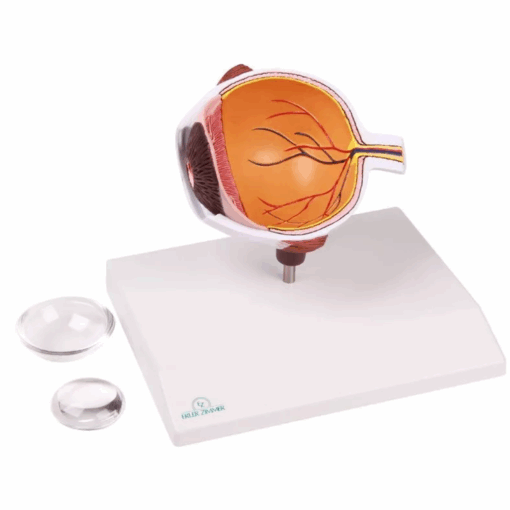 Modelo Anatômico de Metade do Olho – Ampliado - Imagem 3