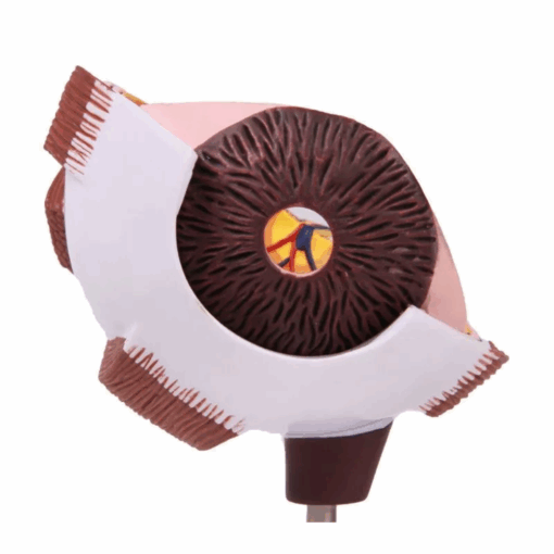 Modelo Anatômico de Metade do Olho – Ampliado - Imagem 6