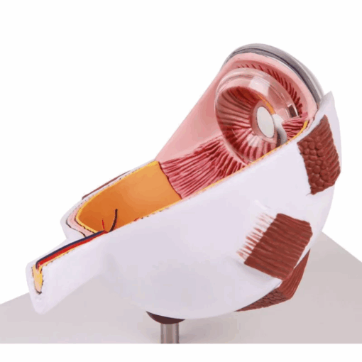 Modelo Anatômico de Metade do Olho – Ampliado - Imagem 7