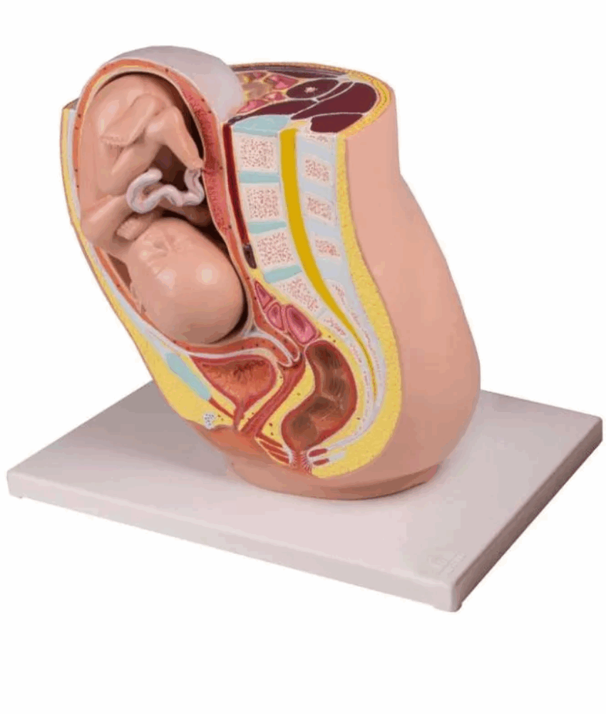 Modelo Anatômico de Pelve Feminina com Feto na 32ª Semana de Gestação – 2 Partes