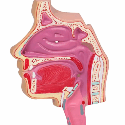 Modelo Anatômico do Sistema Respiratório Humano com Realidade Aumentada - Imagem 4