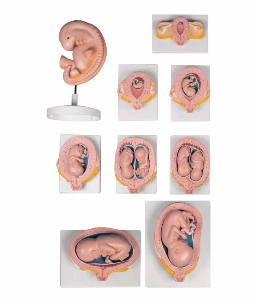 Conjunto de Modelos de Gravidez – 9 Modelos