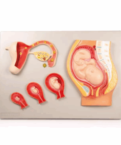 Modelo de Desenvolvimento Fetal