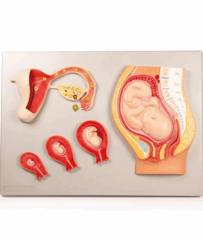 Modelo de Desenvolvimento Fetal