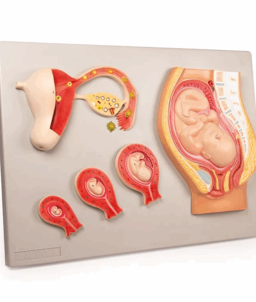 Alternative view of Modelo de Desenvolvimento Fetal