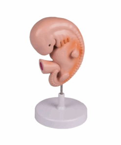 Modelo de Embrião Humano – 4 Semanas