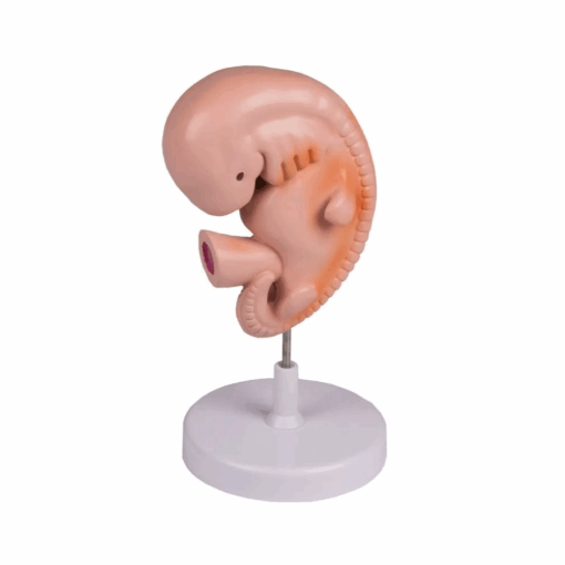 Modelo de Embrião Humano – 4 Semanas