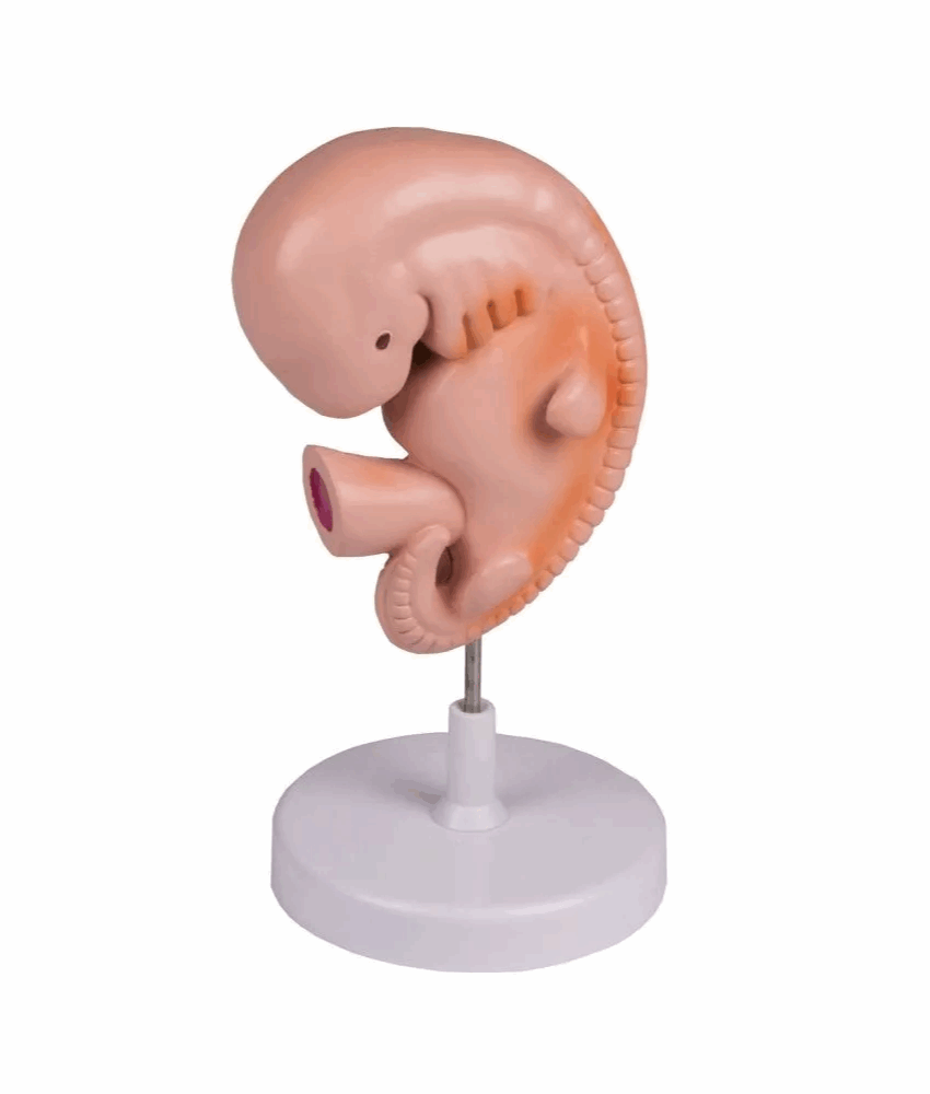 Modelo de Embrião Humano – 4 Semanas