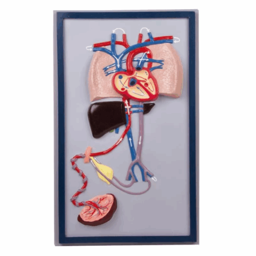 Modelo de Circulação Fetal