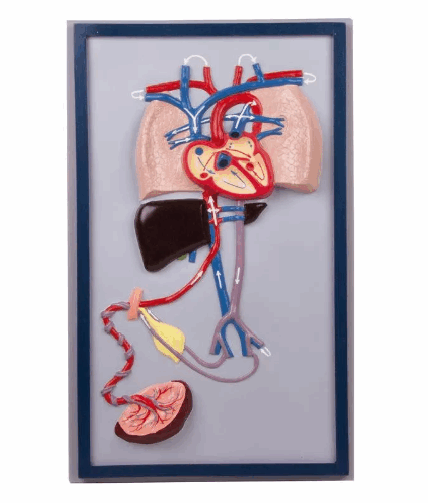 Modelo de Circulação Fetal
