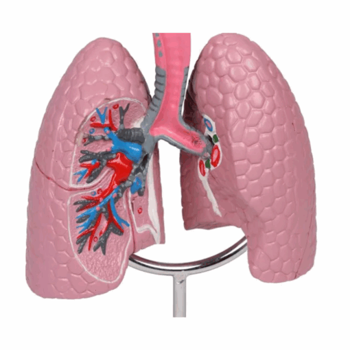 Modelo Anatômico do Sistema Respiratório Humano com Realidade Aumentada - Imagem 5