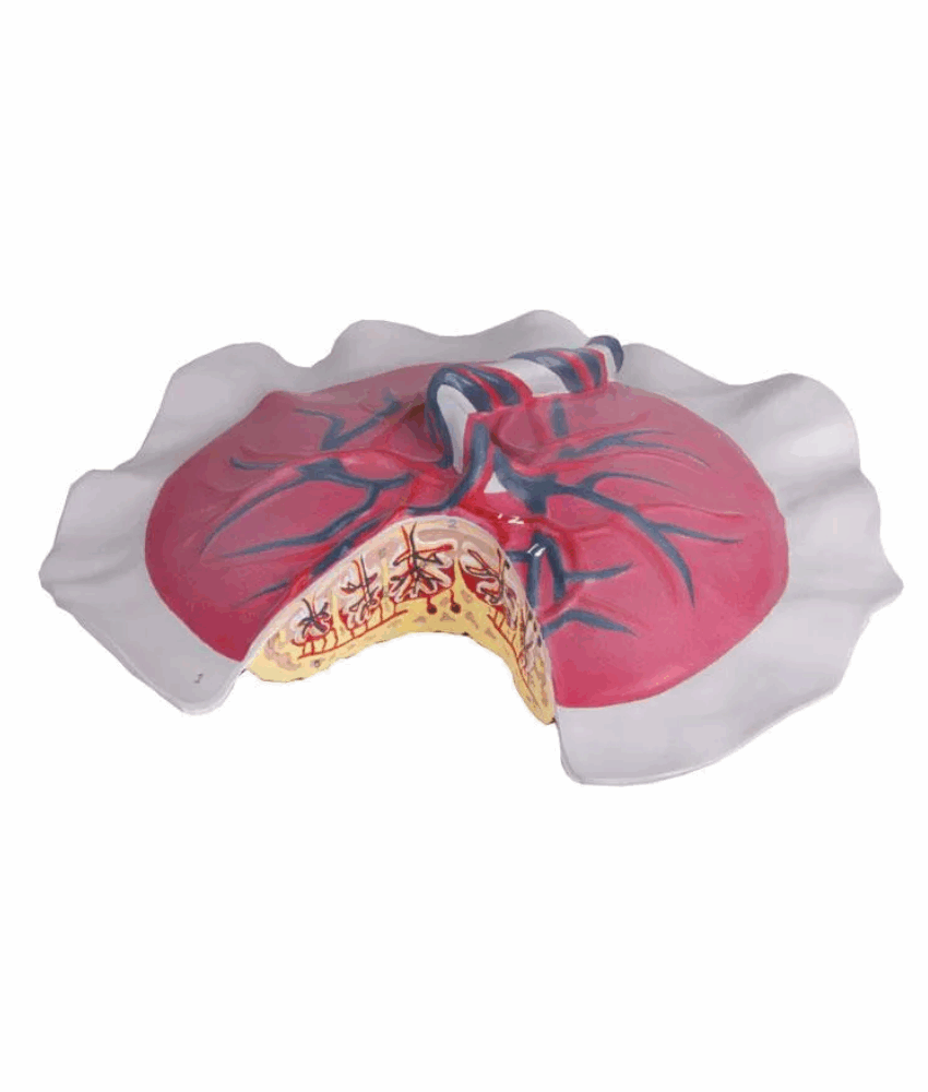 Modelo de Circulação Placentária