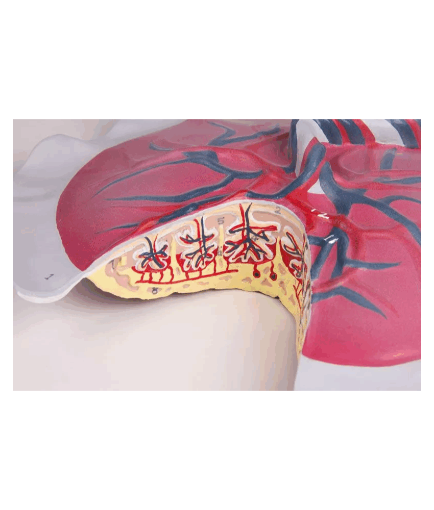 Alternative view of Modelo de Circulação Placentária