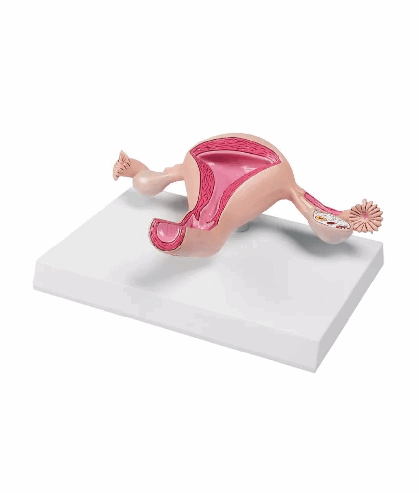 Alternative view of Modelo de Útero