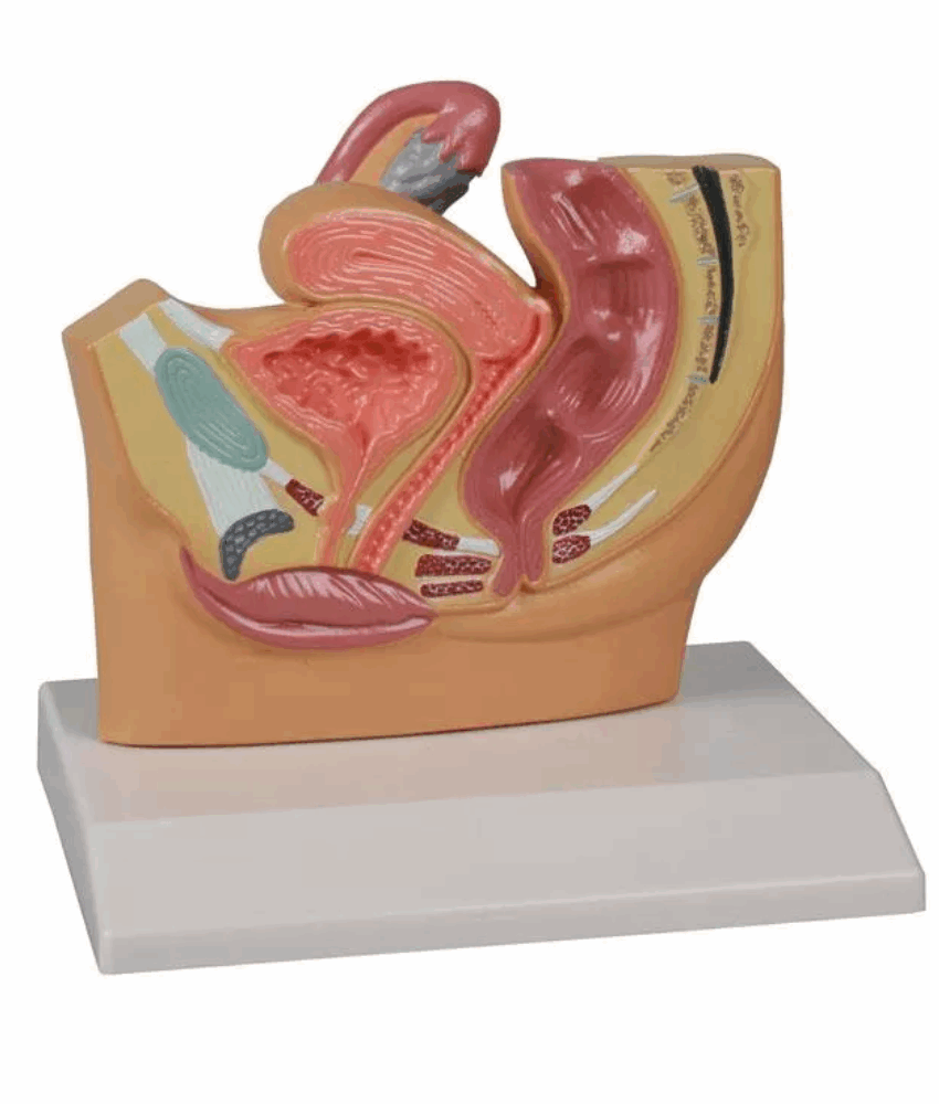 Alternative view of Modelo de Secção Mediana da Pelve Feminina – Tamanho Reduzido