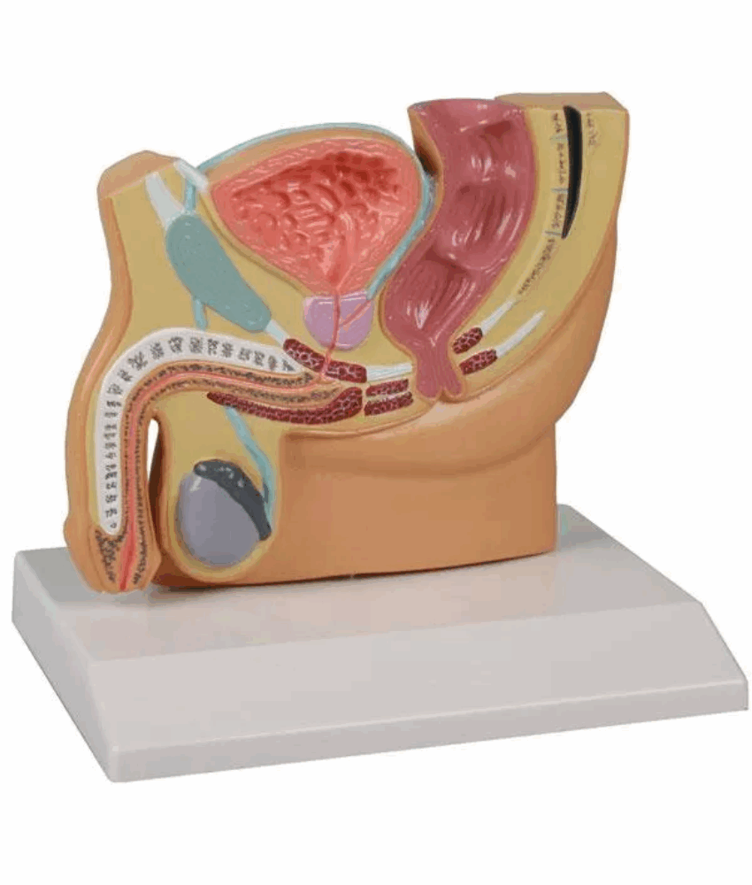Modelo de Secção Mediana da Pelve Masculina – Tamanho Reduzido