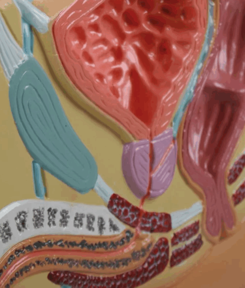 Alternative view of Modelo de Secção Mediana da Pelve Masculina – Tamanho Reduzido