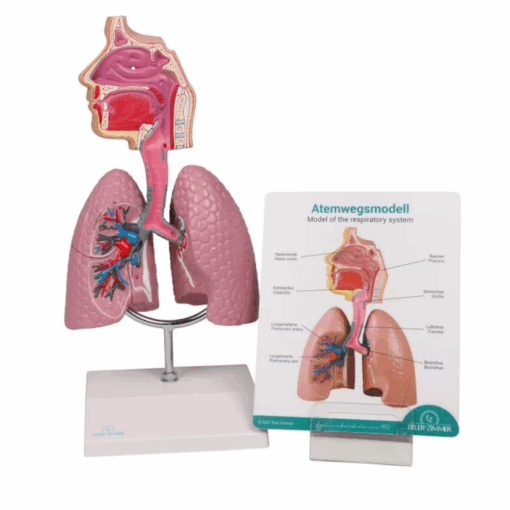 Modelo Anatômico do Sistema Respiratório Humano com Realidade Aumentada - Imagem 6