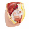 Modelo de Pelve Feminina – Tamanho Real, 3 Partes