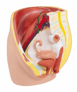 Modelo de Pelve Feminina – Tamanho Real, 3 Partes