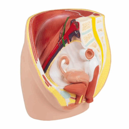Modelo de Pelve Feminina – Tamanho Real, 3 Partes
