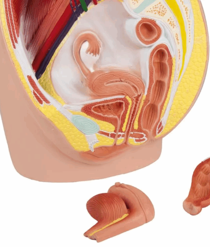 Alternative view of Modelo de Pelve Feminina – Tamanho Real, 3 Partes