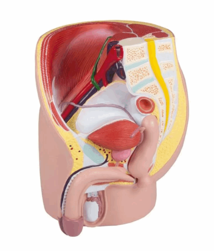 Modelo de Pelve Masculina – Tamanho Real, 4 Partes