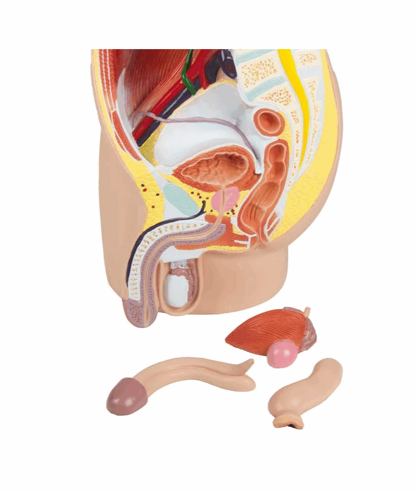 Alternative view of Modelo de Pelve Masculina – Tamanho Real, 4 Partes