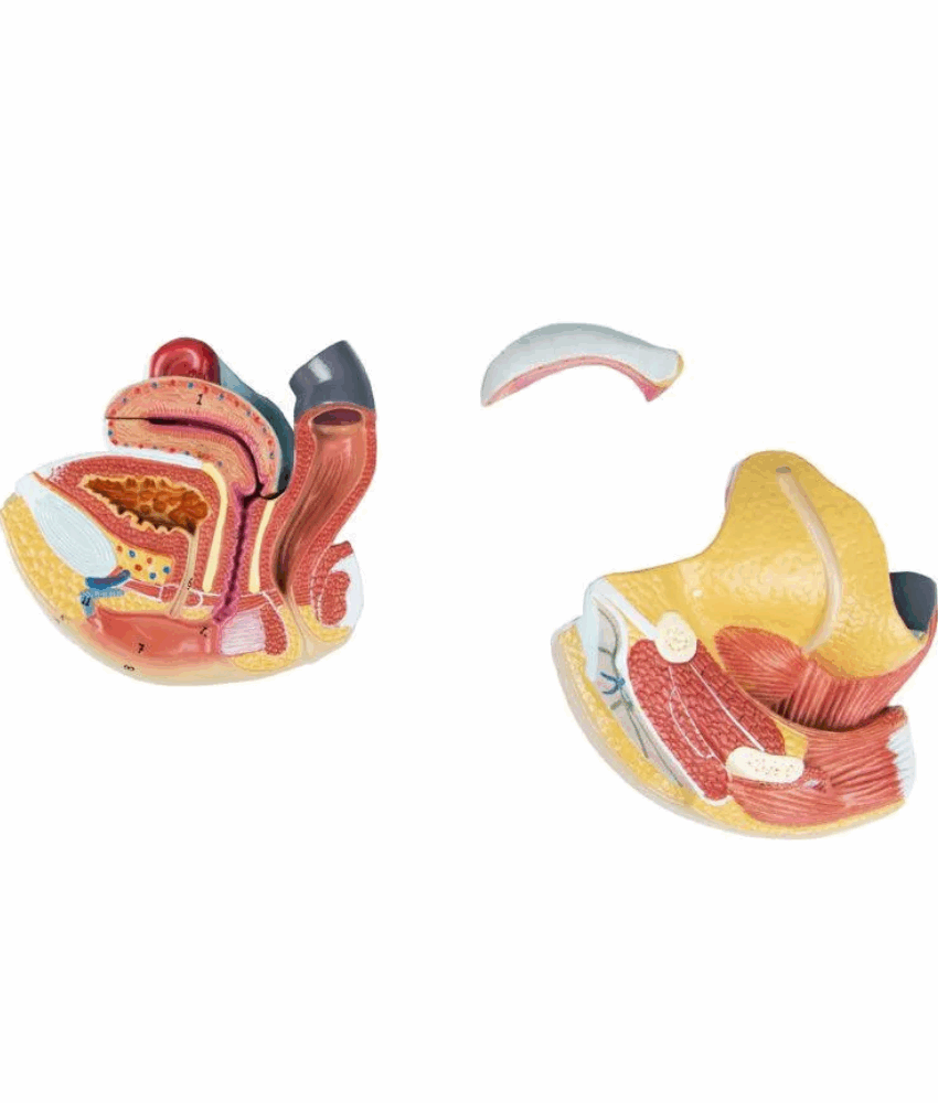 Modelo de Órgãos Genitais Femininos – 4 Partes