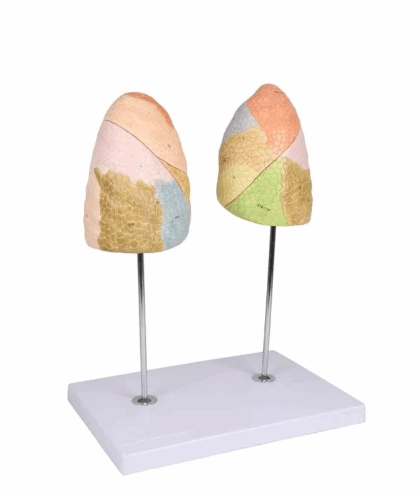 Modelo Anatômico Didático de Pulmões – 2 Partes