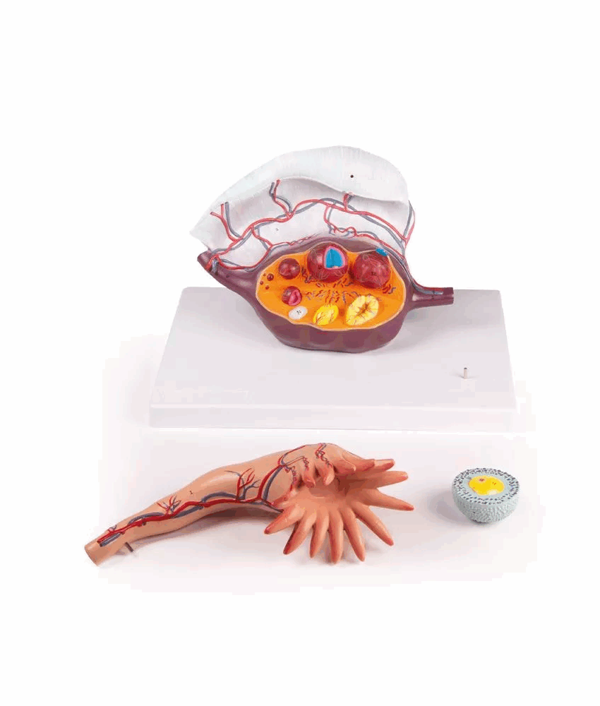 Alternative view of Modelo de Estrutura do Ovário