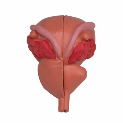 Modelo de Próstata – 2 Partes - Imagem 2