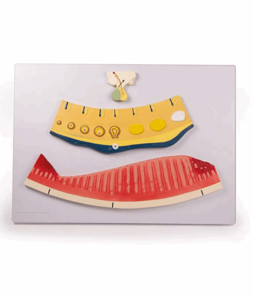 Alternative view of Modelo Variações Cíclicas de Hormônios e Útero