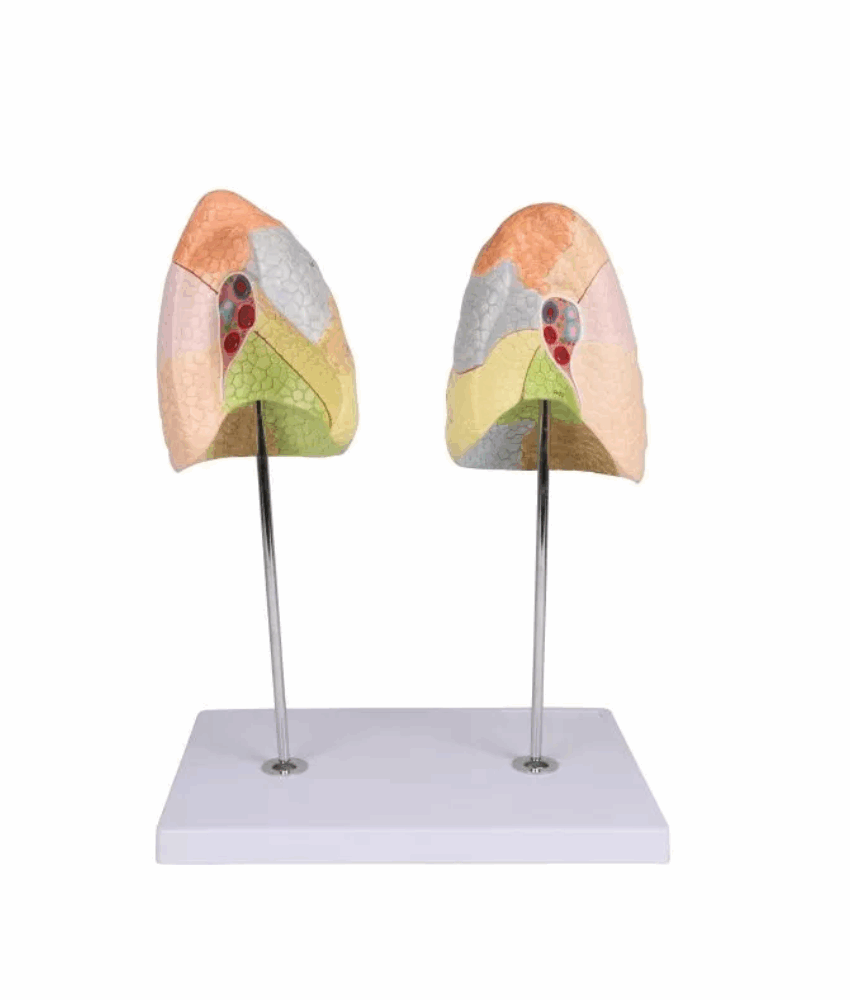 Alternative view of Modelo Anatômico Didático de Pulmões – 2 Partes
